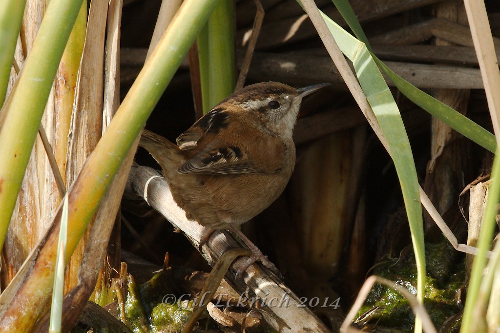 Marsh Wren 2014-01-25_1.jpg